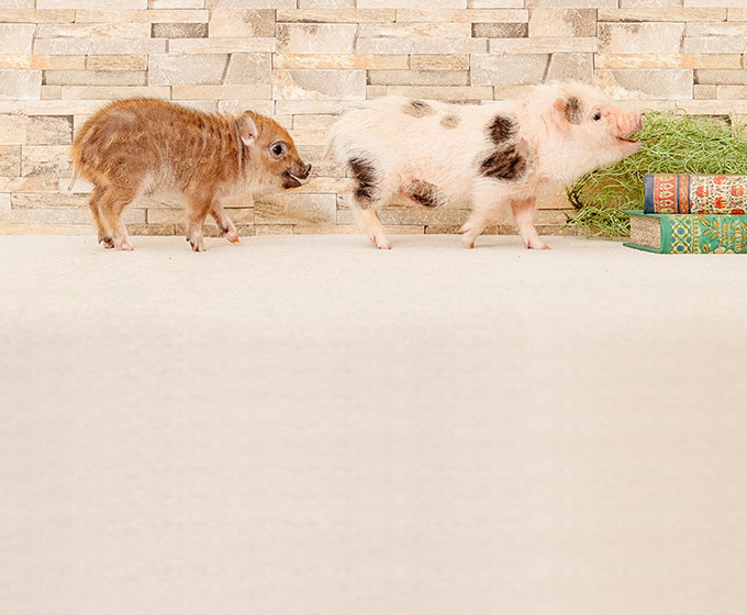 mipig.xyz MICRO PIG HOUSE