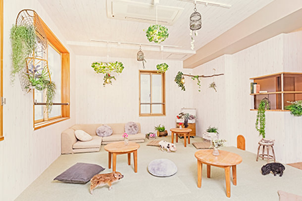 mipig.xyz MICRO PIG HOUSE