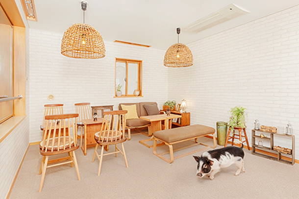 mipig.xyz MICRO PIG HOUSE