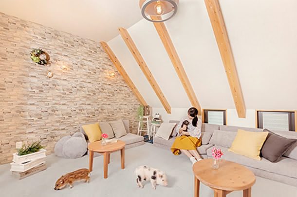 mipig.xyz MICRO PIG HOUSE