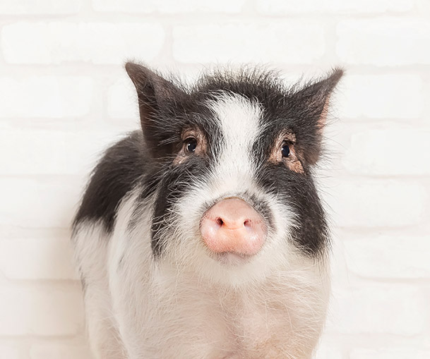 mipig.xyz MICRO PIG HOUSE