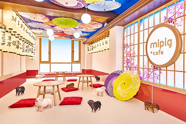 mipig.xyz 浅草店