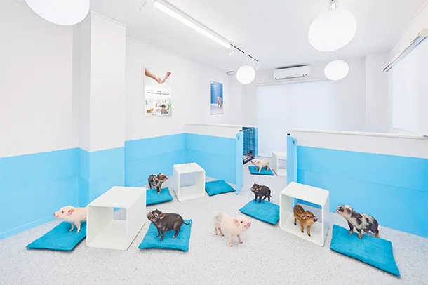 mipig.xyz 横浜中華街店