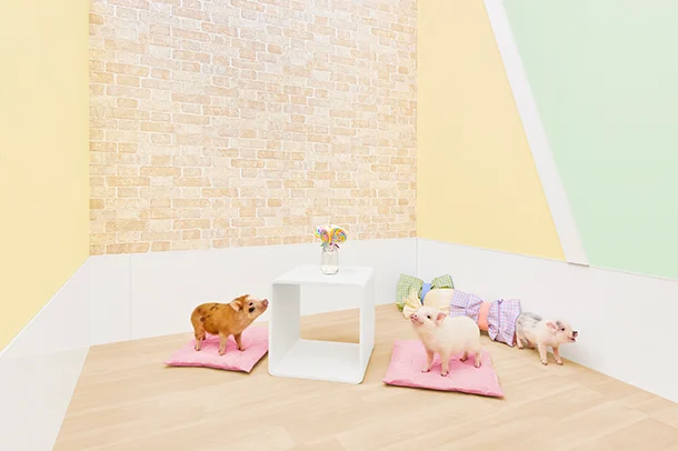 mipig.xyz MICRO PIG HOUSE