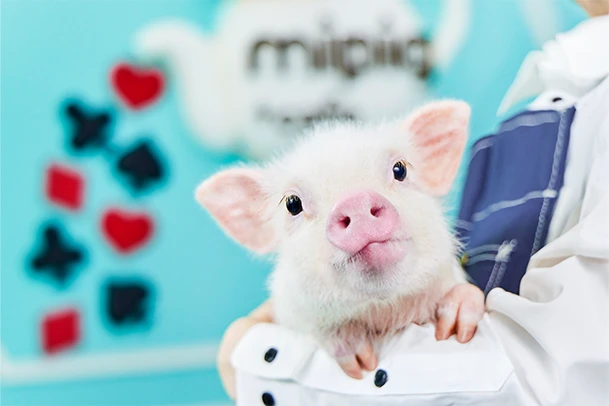 mipig.xyz MICRO PIG HOUSE