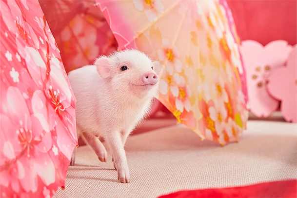 mipig.xyz MICRO PIG HOUSE