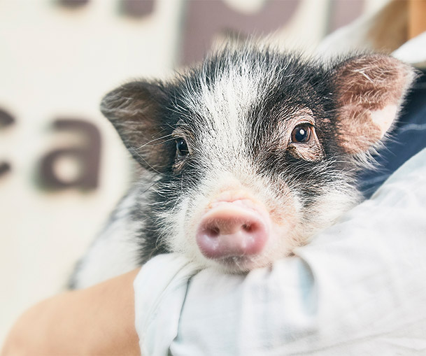 mipig.xyz MICRO PIG HOUSE