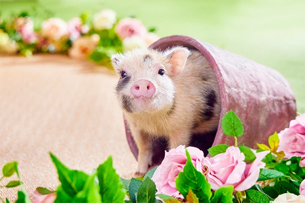 mipig.xyz MICRO PIG HOUSE