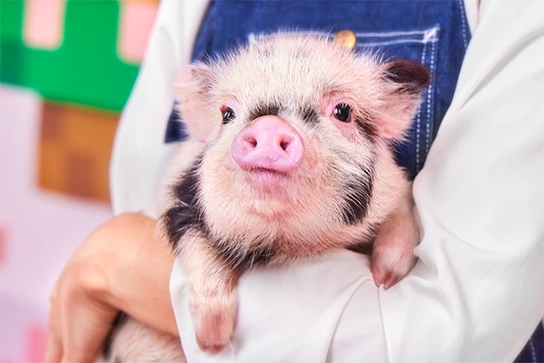 mipig.xyz MICRO PIG HOUSE