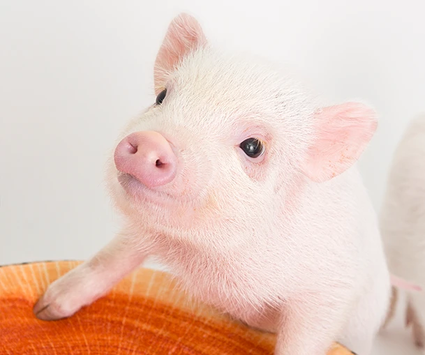 mipig.xyz MICRO PIG HOUSE
