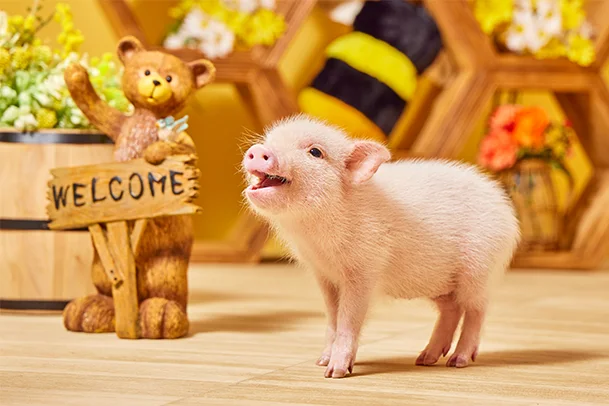 mipig.xyz MICRO PIG HOUSE