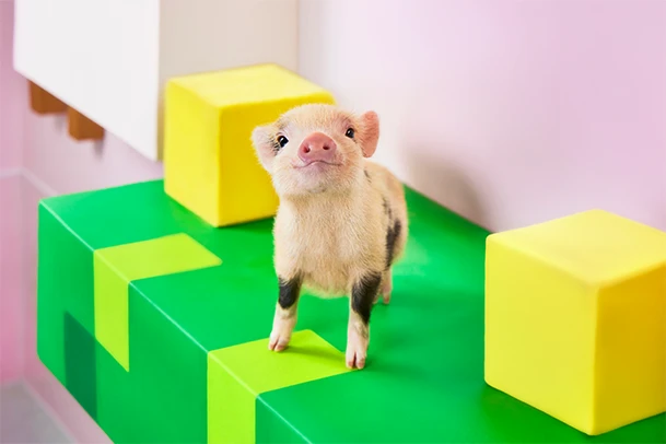 mipig.xyz MICRO PIG HOUSE