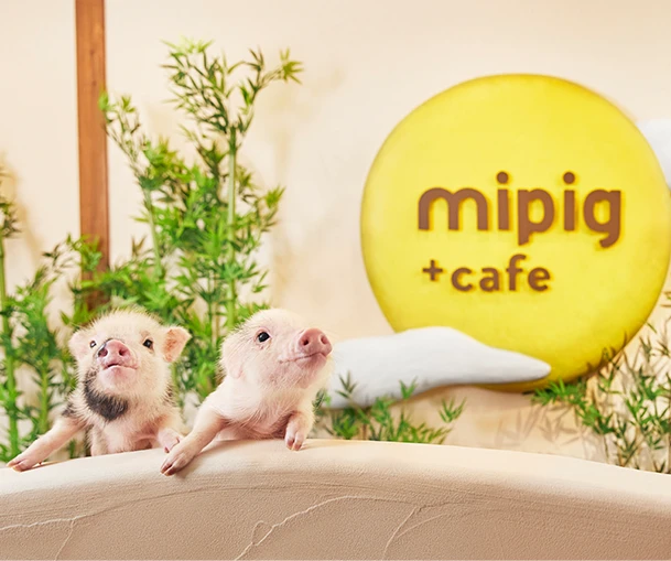 mipig.xyz MICRO PIG HOUSE
