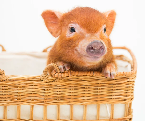 mipig.xyz MICRO PIG HOUSE