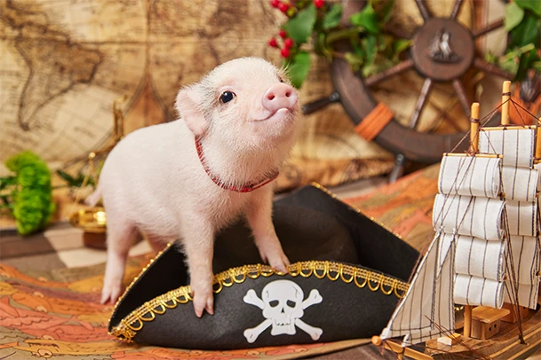 mipig.xyz MICRO PIG HOUSE