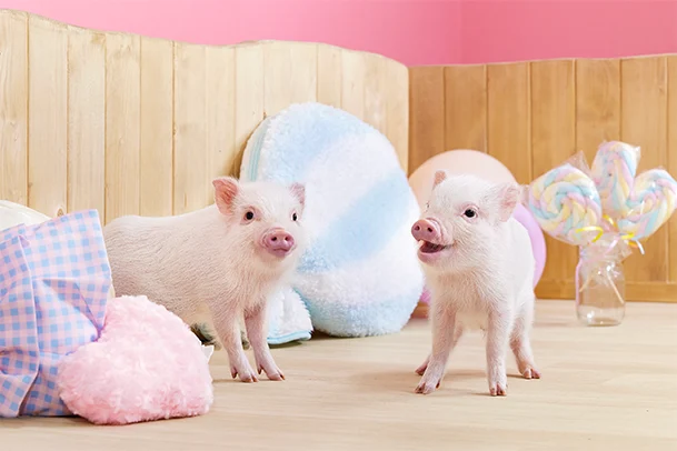 mipig.xyz MICRO PIG HOUSE