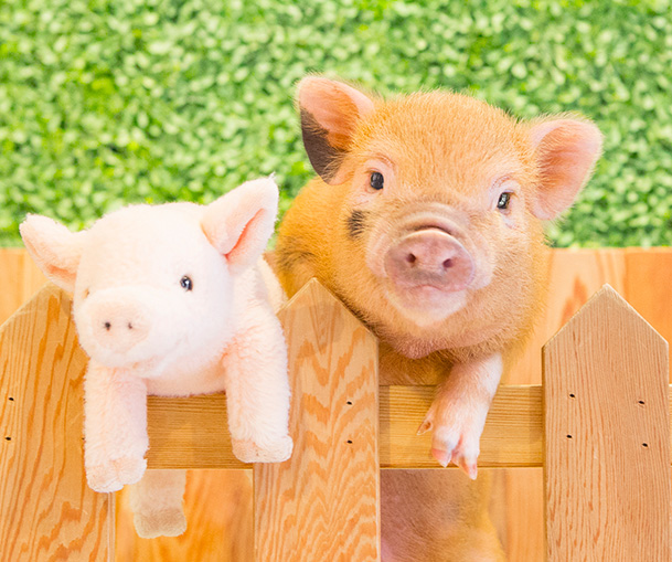 mipig.xyz MICRO PIG HOUSE