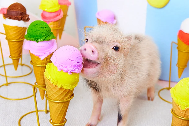mipig.xyz MICRO PIG HOUSE