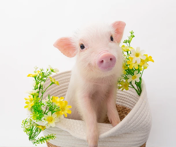 mipig.xyz MICRO PIG HOUSE