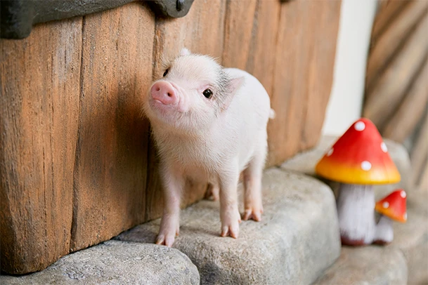 mipig.xyz MICRO PIG HOUSE