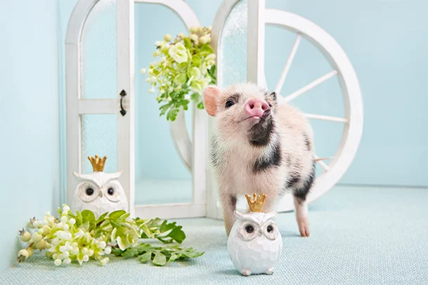 mipig.xyz MICRO PIG HOUSE