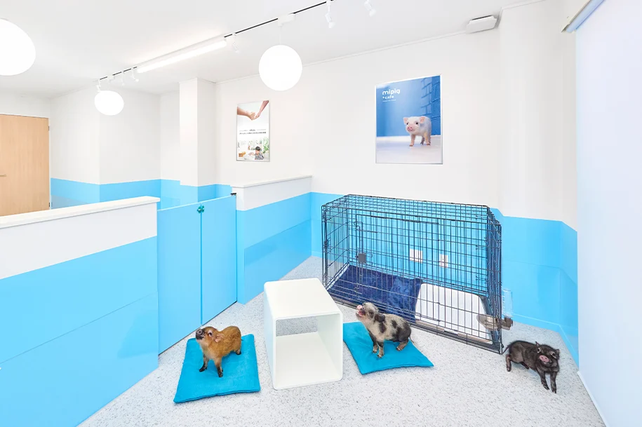 mipig.xyz 横浜中華街店 相談室