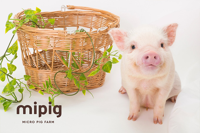 マイクロブタさんのお迎えを検討されている方向けのサイト「mipig family」オープン
