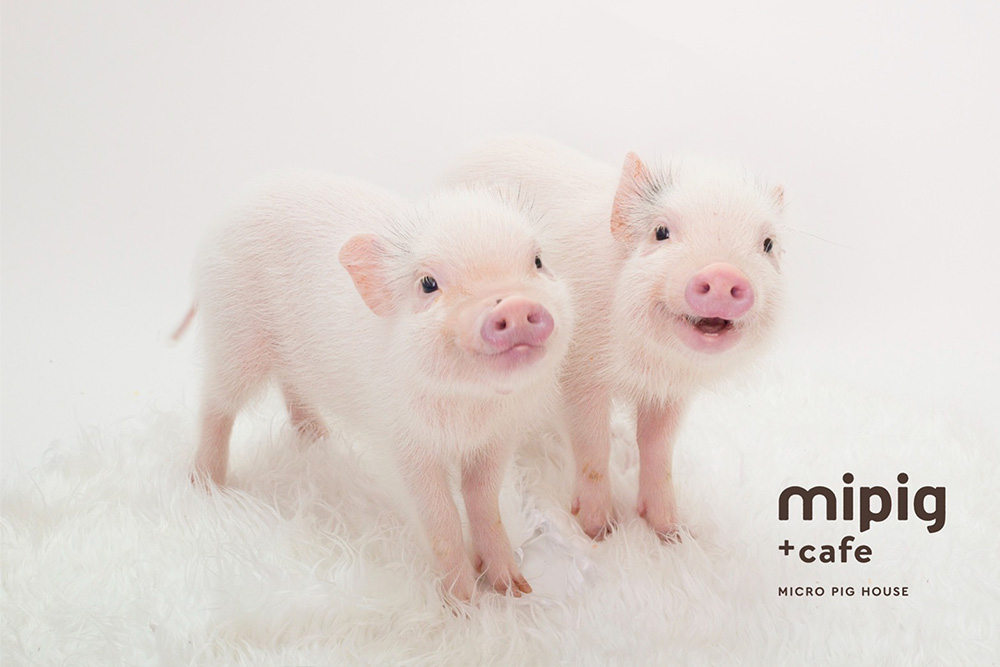 mipig.xyz モゾ名古屋店オープンのお知らせ
