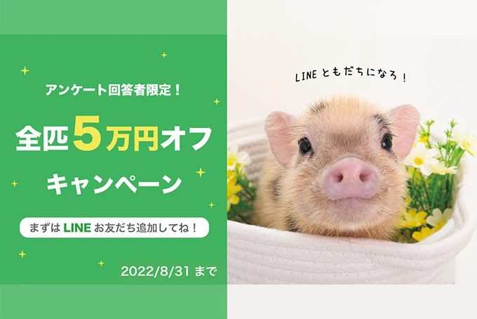 大好評につき、ブタさんお迎えキャンペーン延長！