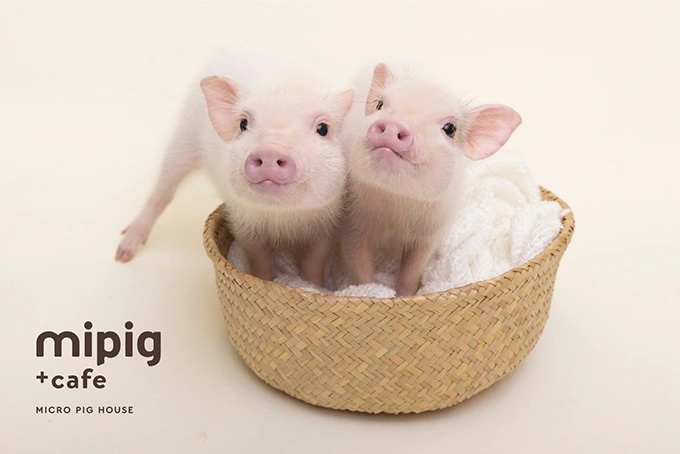 mipig.xyz 京都店オープンのお知らせ