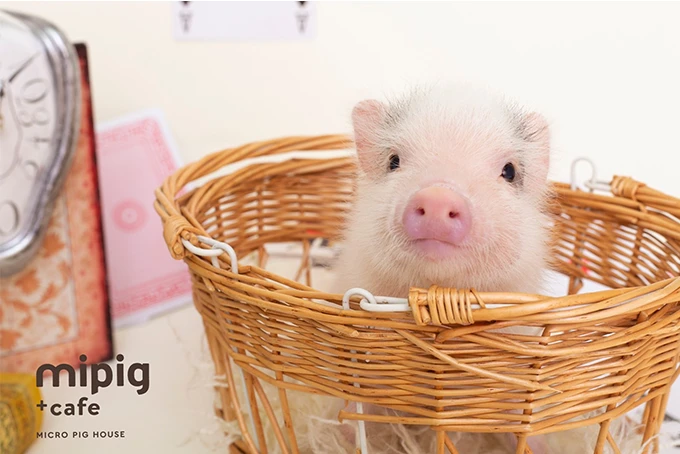 mipig.xyz 福岡店 営業時間変更のお知らせ