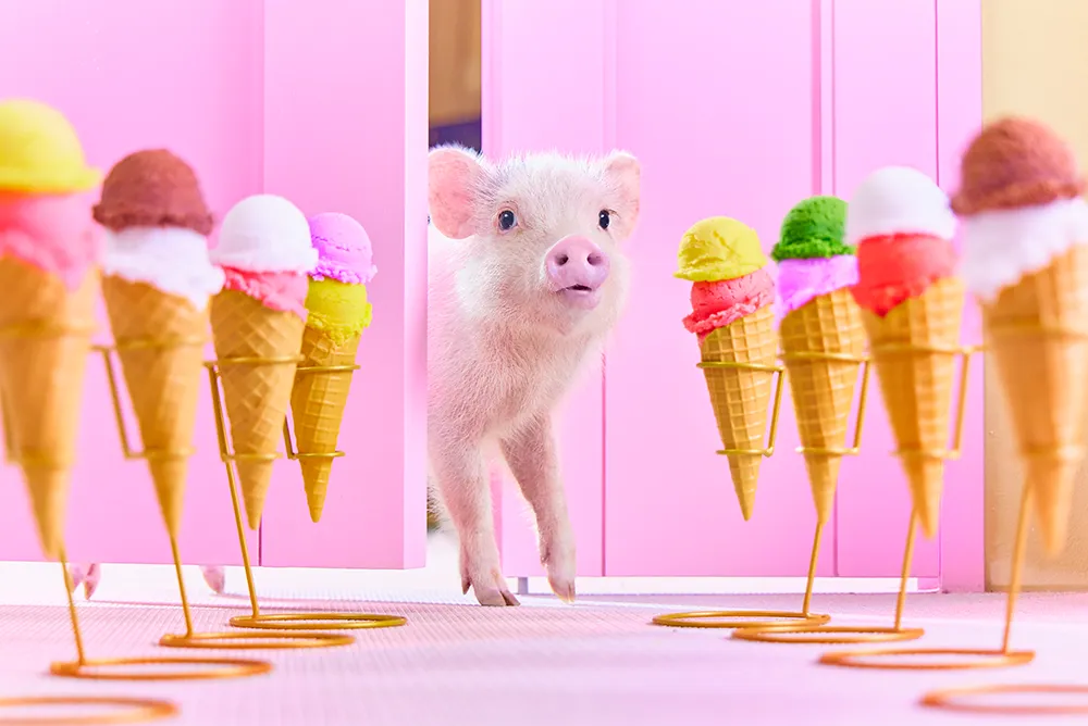 【mipig.xyz モラージュ菖蒲店】3/1オープン、ご予約を開始いたしました。
