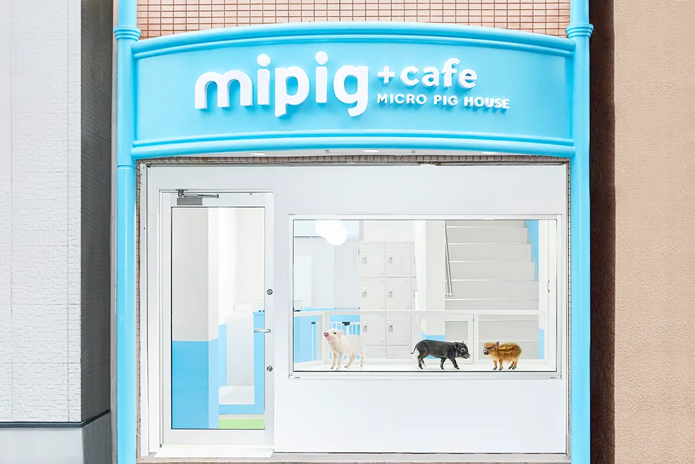 【mipig.xyz 横浜中華街店】オープン予定のお知らせ