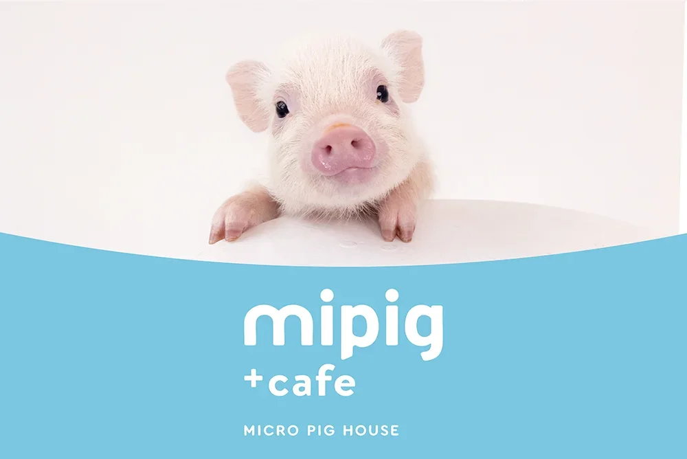 【mipig.xyz 宇都宮インターパークビレッジ店】10/21オープン、ご予約を開始いたしました。
