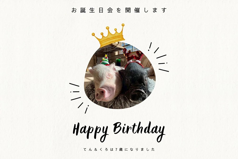 【mipig.xyz 目黒店】限定イベント開催！てんちゃん・くろちゃんの7歳のお誕生日会のお知らせ