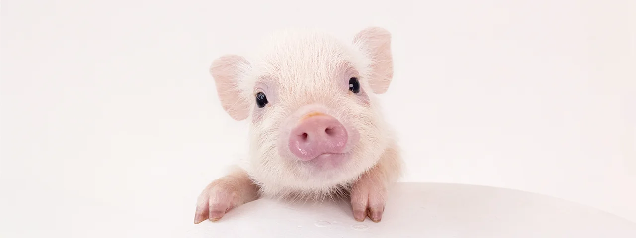 mipig.xyz イオンモール高岡店