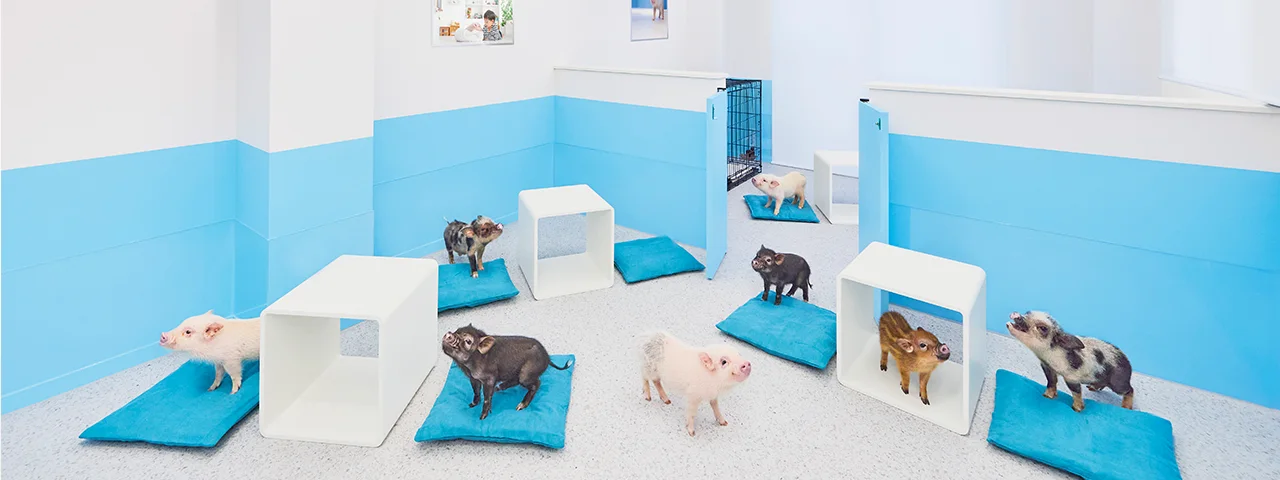 mipig.xyz 横浜中華街店